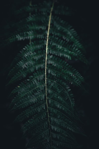 透镜倾斜转变绿色植物的照片
